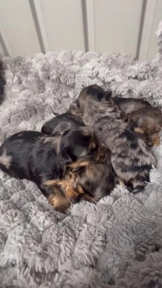 Yorkshire Terrier dogs for sale: Pixie - Video 1