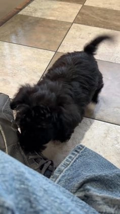 Yochon dogs for sale: Sophia - Video 1