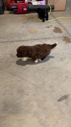 Mini Aussiedoodle dogs for sale: Ike - Video 1