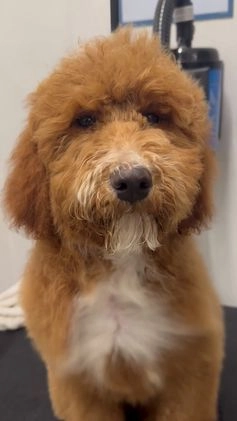 Standard Poodle dogs for sale: Cole - Video 7