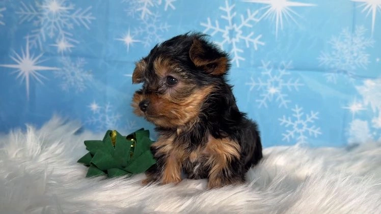 Yorkshire Terrier dogs for sale: Elsa - Video 1