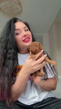 Miniature Poodle dogs for sale: Miniature Poodle Puppy 1 - Video 1