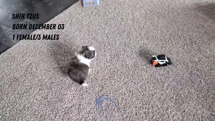 Shih Tzu dogs for sale: Tripp  - Video 3