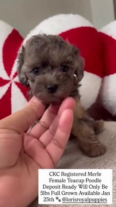 Toy Poodle dogs for sale: Toy Poodle Puppy 1 - Video 1