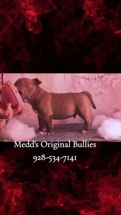 American Bully dogs for sale: Raven - Video 2