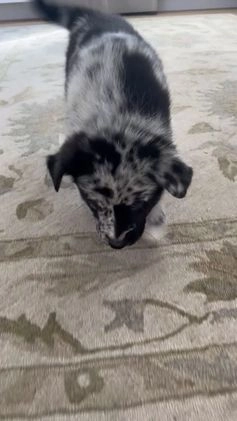 Mixed Breed dogs for sale: Clifford - Video 1