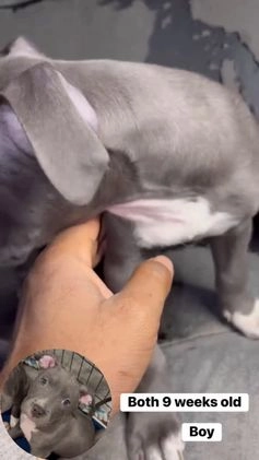 Mixed Breed dogs for sale: BullyPit (Ty) - Video 1