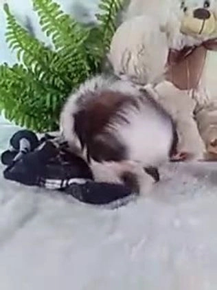 Shih Tzu dogs for sale: Bella - Video 1