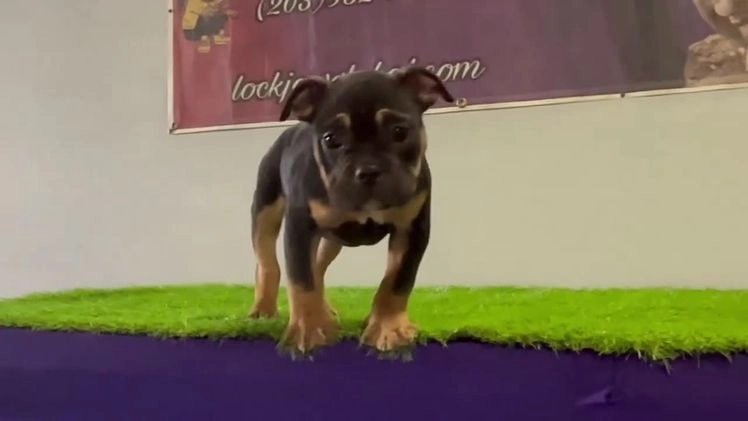 American Bully dogs for sale: Jinxy - Video 1
