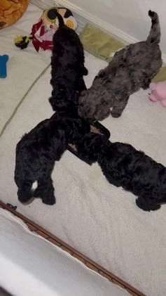Mini Goldendoodle dogs for sale: Chek - Video 3