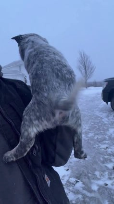 Australian Cattle Dog dogs for sale: Heidi - Video 1