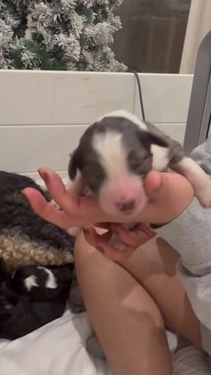 Bernedoodle dogs for sale: Dean-O - Video 1