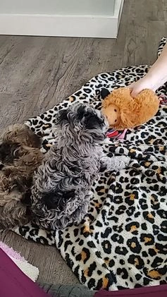 Miniature Poodle dogs for sale: Joy - Video 1