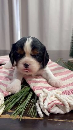 Cavalier King Charles Spaniel dogs for sale: Charlie - Video 1