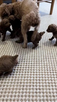 Miniature Poodle dogs for sale: Mason - Video 3