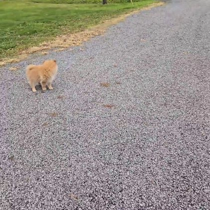 Pomeranian dogs for sale: Ticker - Video 1