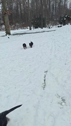 German Shepherd dogs for sale: Ella - Video 2