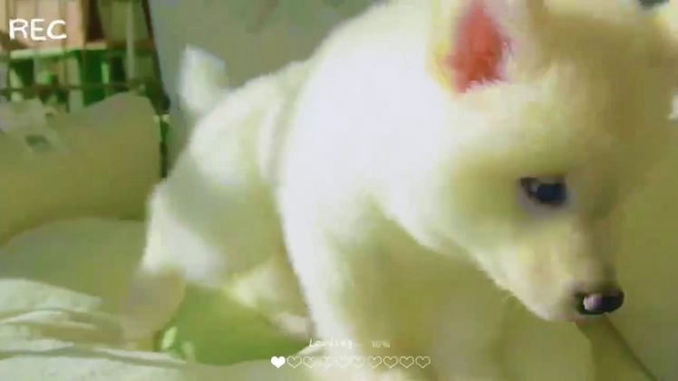 Alaskan Malamute dogs for sale: Xi Xi - Video 1