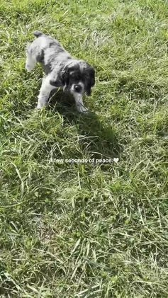 Cocker Spaniel dogs for sale: Freddy - Video 3