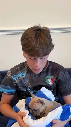 French Bulldog dogs for sale: Lilac Blue Male - Video 3