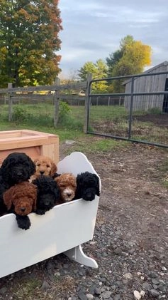 Standard Poodle dogs for sale: Cole - Video 3