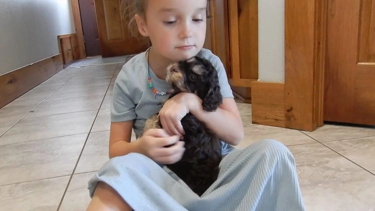 Cockapoo dogs for sale: Sparky - Video 2