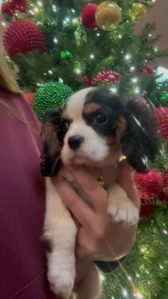 Cavalier King Charles Spaniel dogs for sale: Cavalier King Charles Spaniel Puppy 1 - Video 1