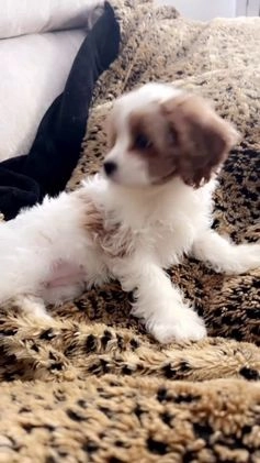 Cavapoo dogs for sale: Piper - Video 1