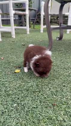 Pomeranian dogs for sale: Pomeranian Puppy 1 - Video 1