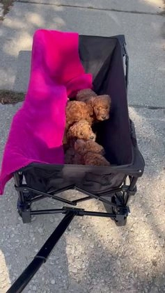 Goldendoodle dogs for sale: Goldendoodle Puppy 1 - Video 1