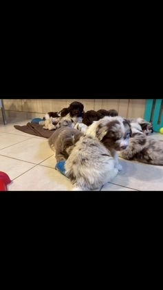 Mixed Breed dogs for sale: Steele OFA DNA  - Video 7