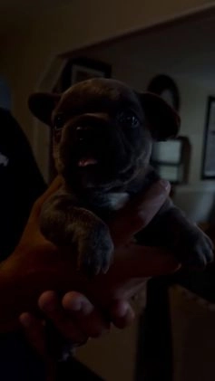 French Bulldog dogs for sale: French Bulldog Puppy 1 - Video 2