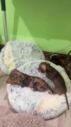 Miniature Dachshund dogs for sale: Maple female Miniature Dachshund Puppy - Video 1