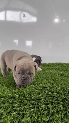 Olde English Bulldogge dogs for sale: Troy - Video 1