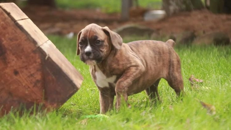 Boxer dogs for sale: Elsie - Video 2