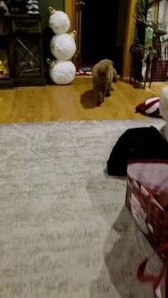 Goldendoodle dogs for sale: Benji  - Video 1