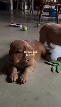 Golden Retriever dogs for sale: Buster - Video 1