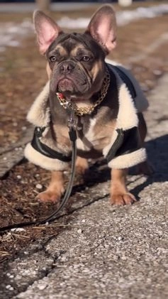 French Bulldog dogs for sale: French Bulldog Puppy 2 - Video 1