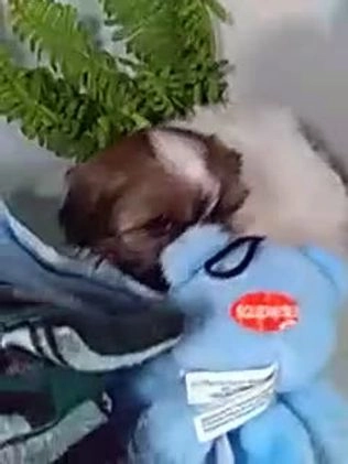 Shih Tzu dogs for sale: Riley - Video 1