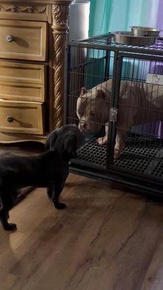 American Bully dogs for sale: American Bully Puppy 1 - Video 1