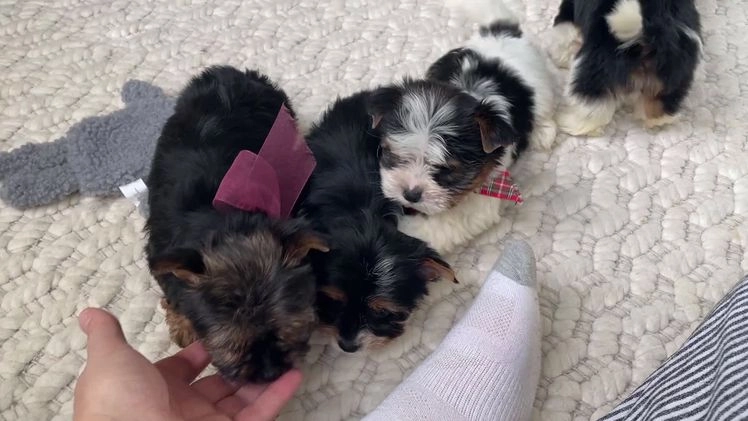 Mixed Breed dogs for sale: Buttercup - Video 1