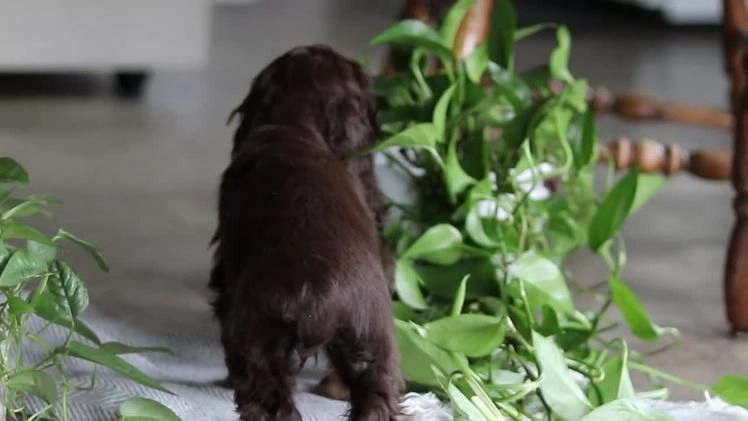 Cocker Spaniel dogs for sale: Asher - Video 2