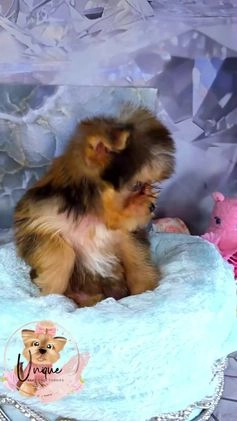 Yorkshire Terrier dogs for sale: Yorkshire Terrier Puppy 1 - Video 1