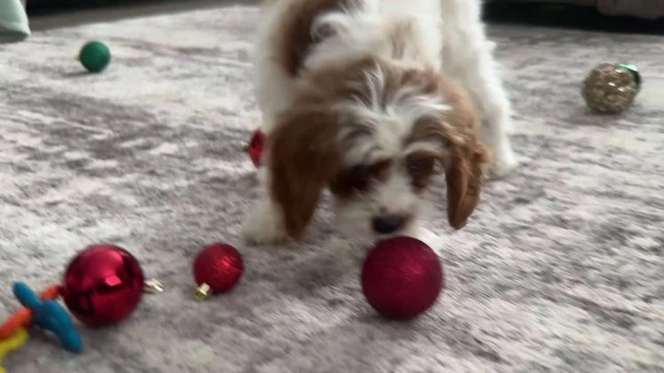 Cavapoo dogs for sale: Jetta - Video 1