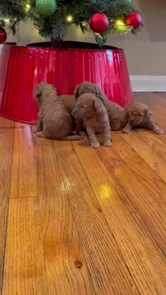 Mini Goldendoodle dogs for sale: Orange  - Video 1