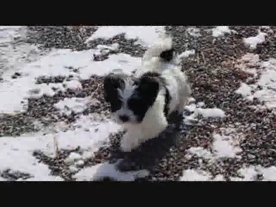 Teddy Bear dogs for sale: Lance - Video 1