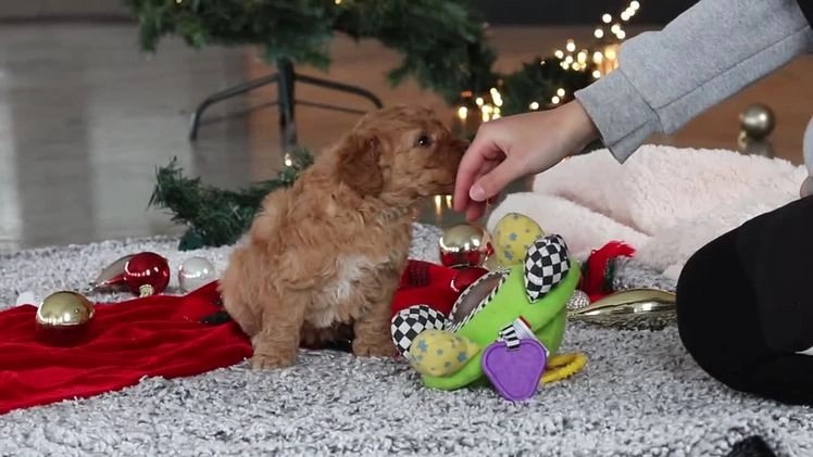 Mini Goldendoodle dogs for sale: Belle  - Video 1