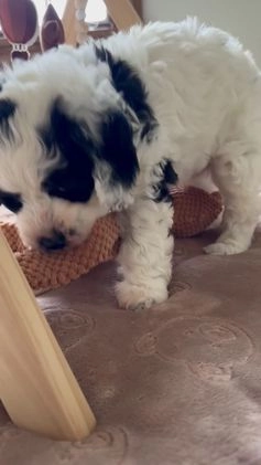 Bernedoodle dogs for sale: Bernedoodle Puppy 1 - Video 1