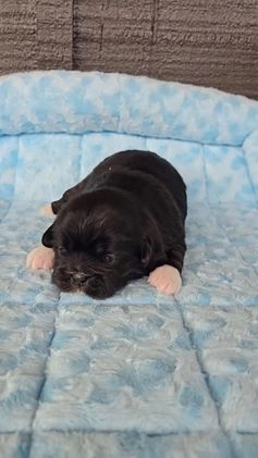 Pekingese dogs for sale: Enid - Video 1