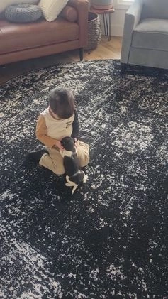 Jackapoo dogs for sale: Juniper - Video 1